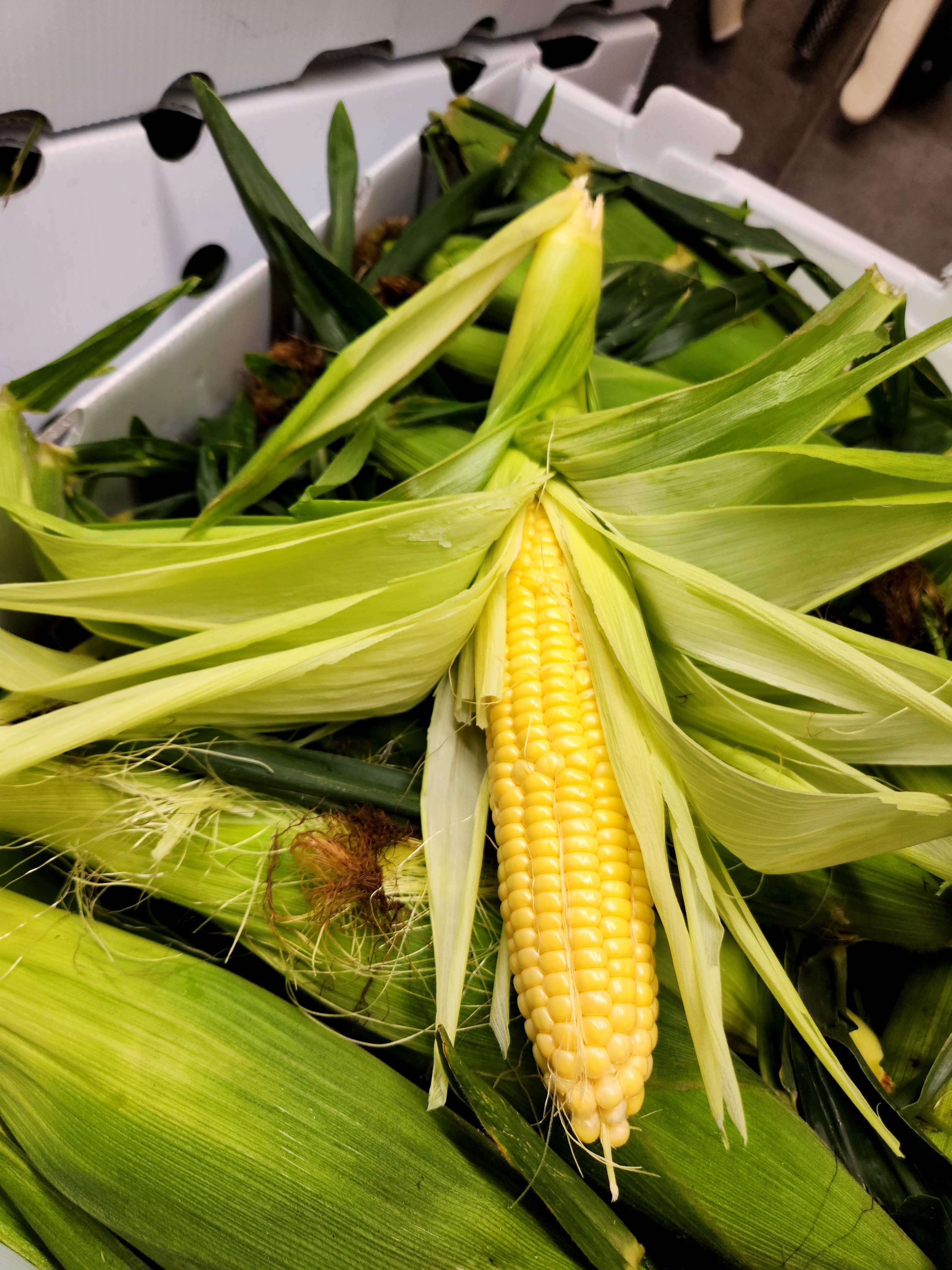 Fresh sweet corn with husks pulled back revealing golden kernels
