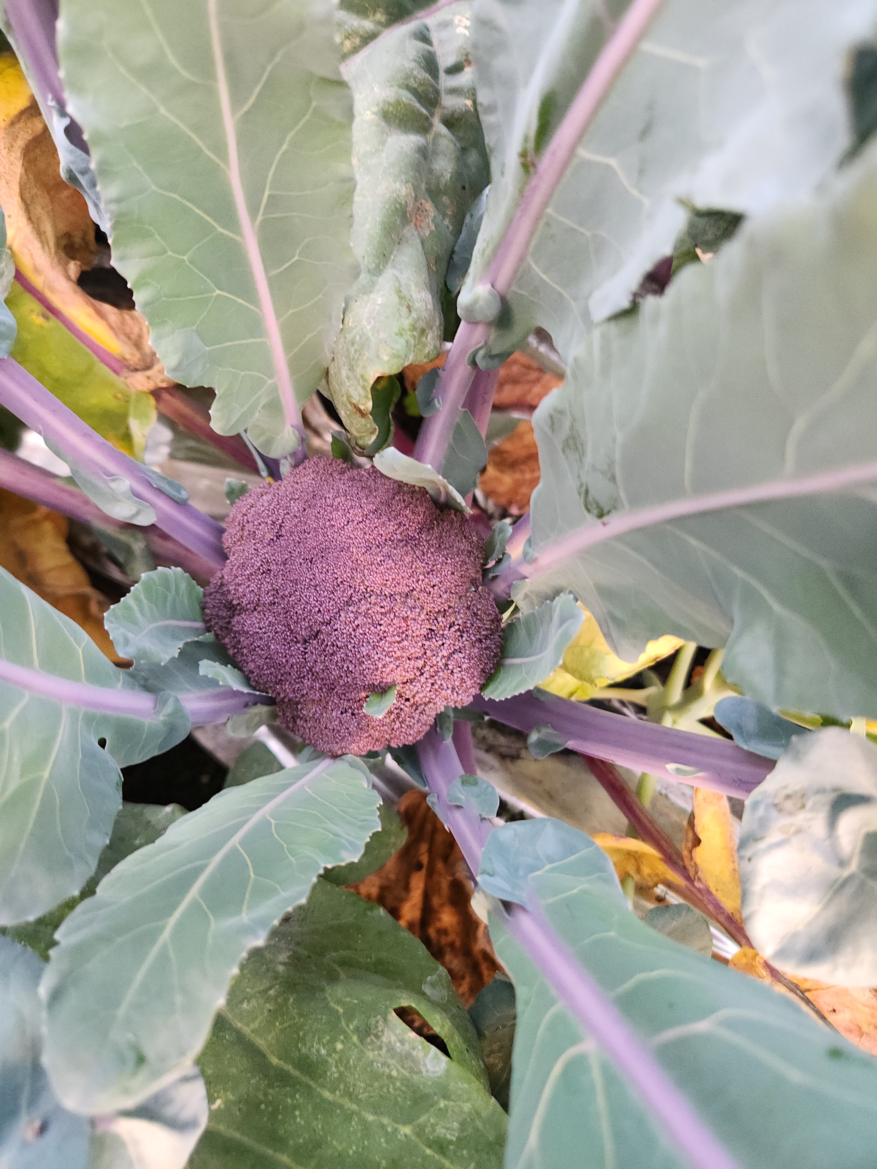 Purple broccoli head growing on the farm