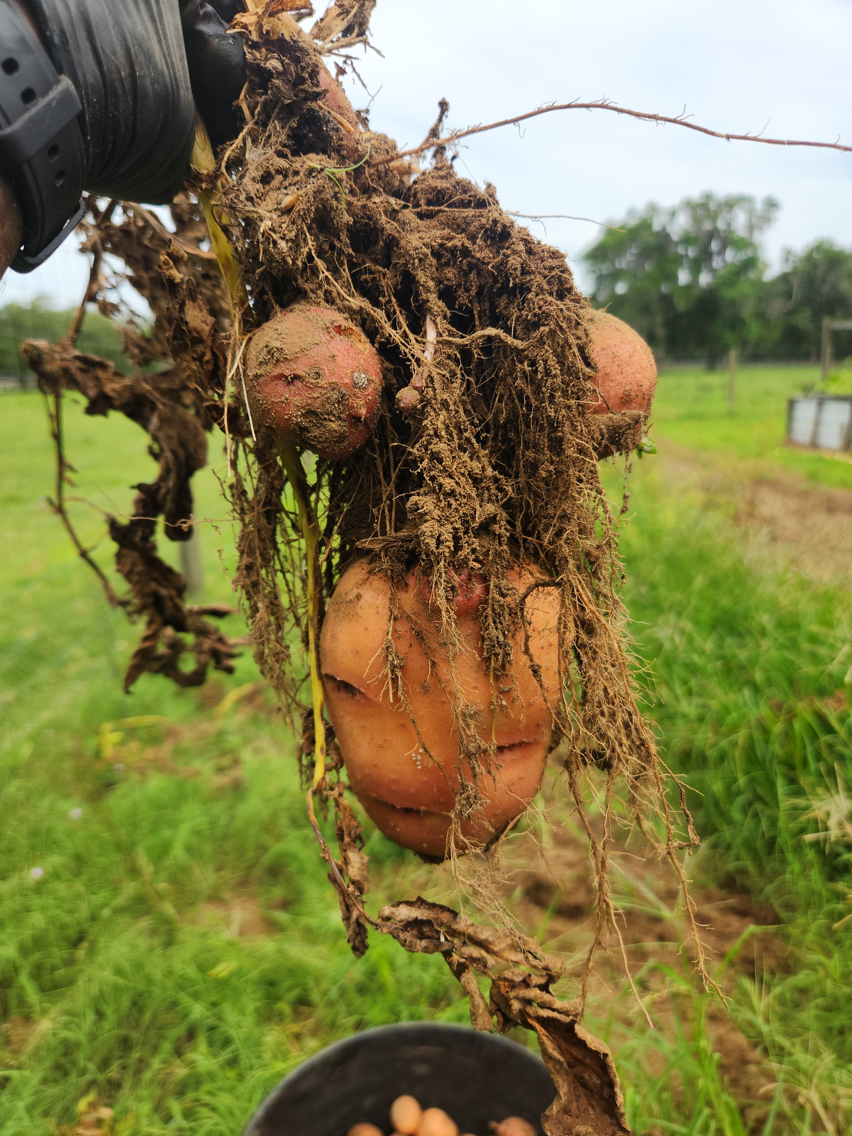 Freshly pulled sweet potatoes with roots and soil