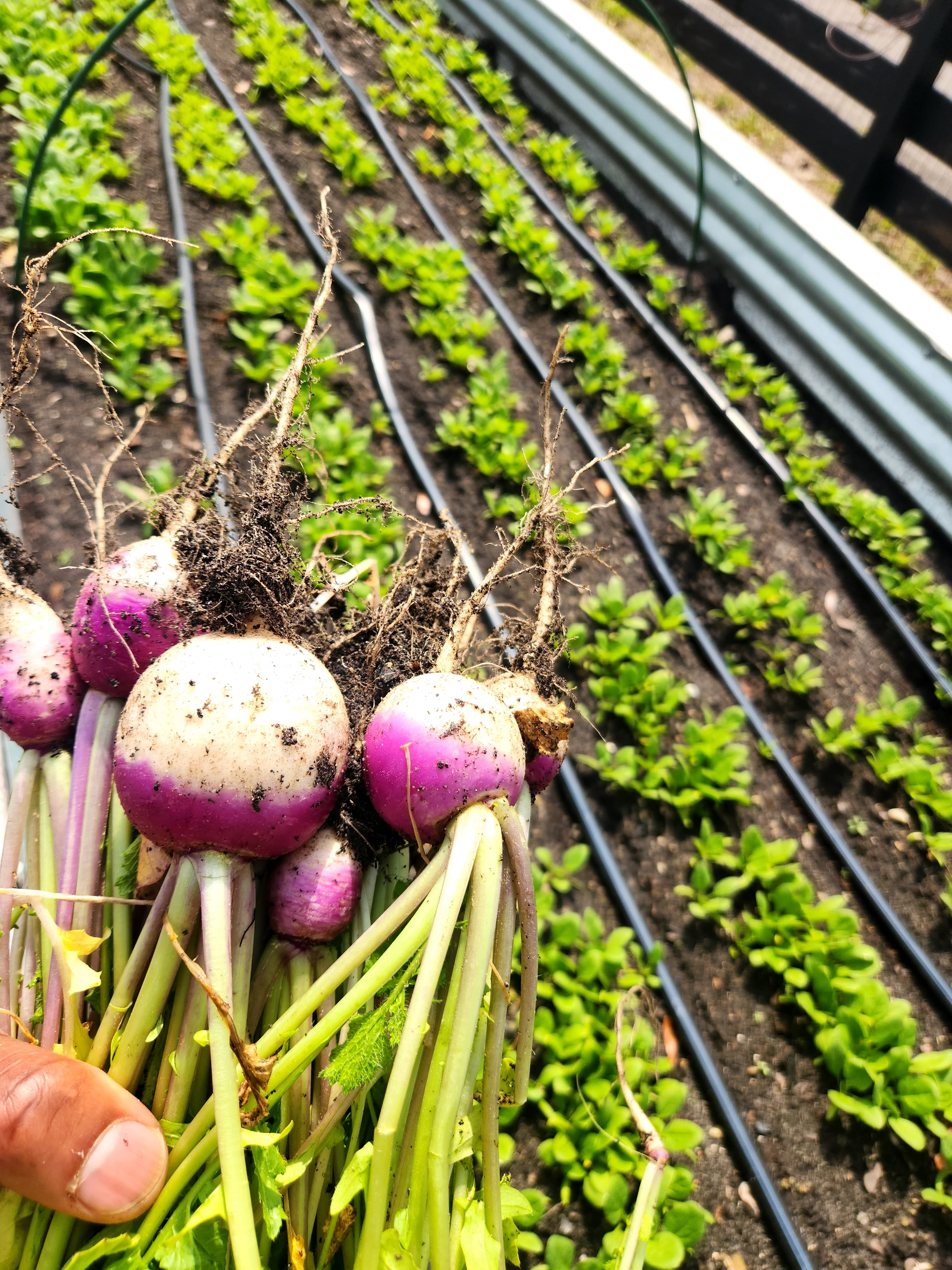 Harvested turnips held over rows of seedlings